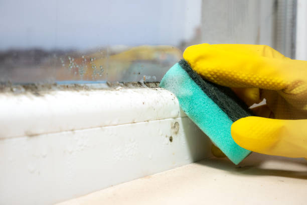 Best Basement Mold Remediation in Okemos, MI