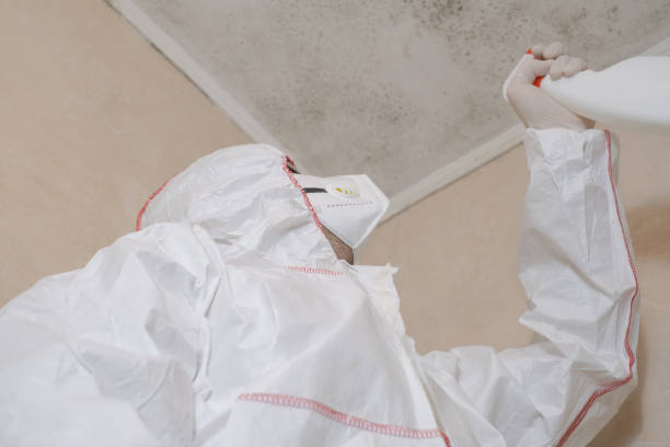 Best Commercial Mold Remediation in Okemos, MI