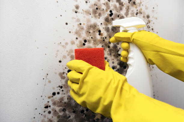 Best Black Mold Remediation in Okemos, MI