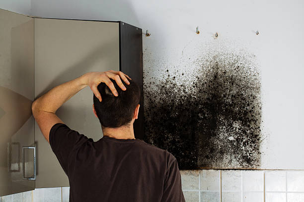 Best Crawl Space Mold Remediation in Okemos, MI