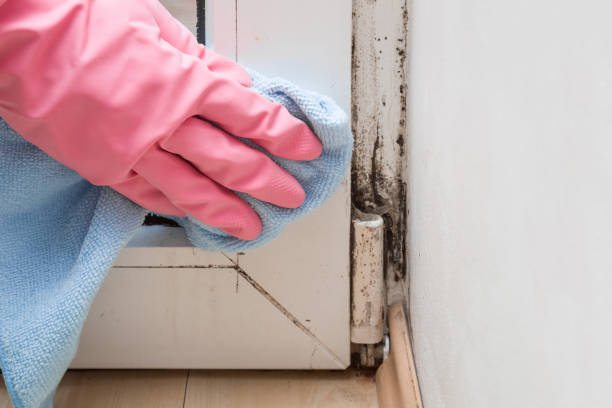 Best Emergency Mold Remediation in Okemos, MI