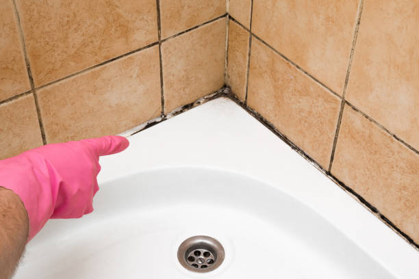 Best HVAC Mold Remediation in Okemos, MI